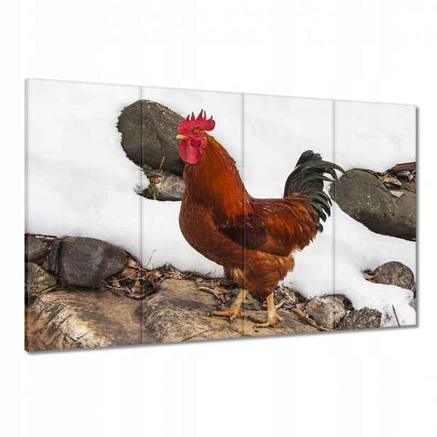 Obrazy 120x80 Kohout Skutečný bojovník