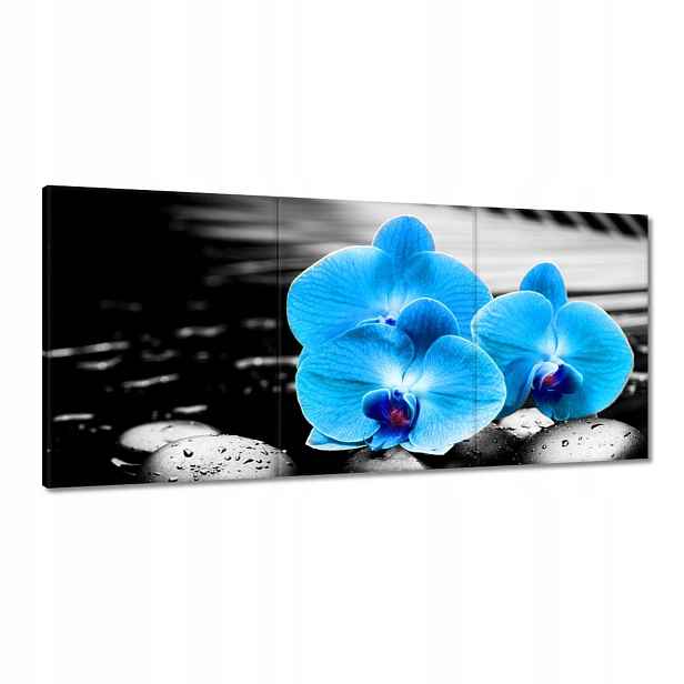 Obrazy 210x100 Tyrkysový orchidej Květina