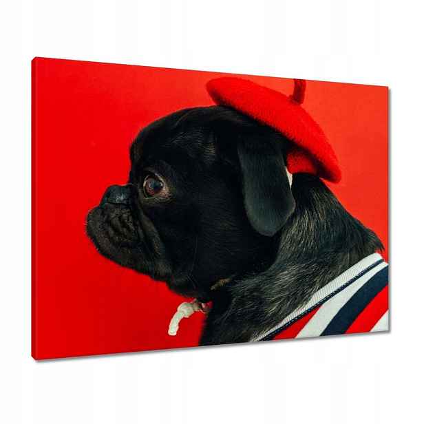 Obrazy 80x60 Pes Pejsek Psi