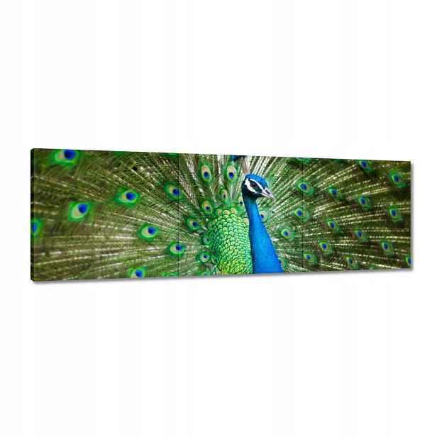 Obrazy 120x40 Paw v období páření
