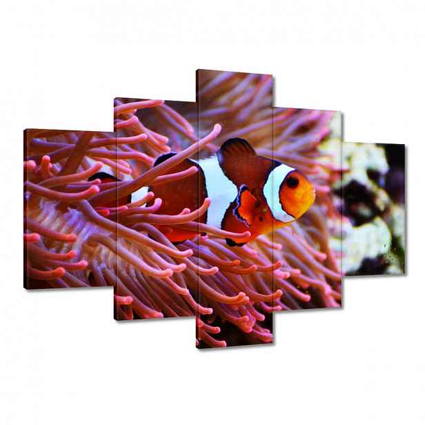 Obrazy 150x105 Oranžová rybka Rafa