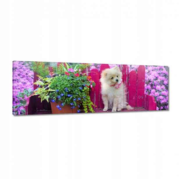 Obrazy 120x40 Pes Pejsek Pejsci