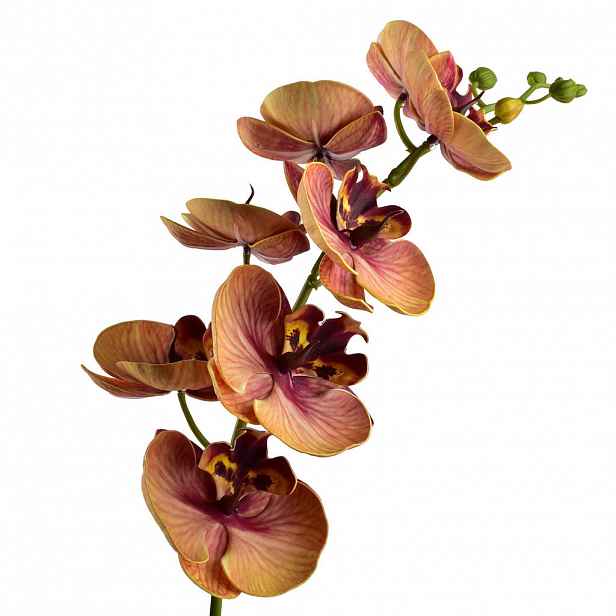 Mondex UMĚLÁ ORCHIDEJ Viridis, 85 cm