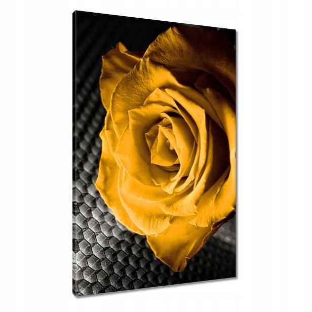 Obrazy 60x90 Žlutá růže