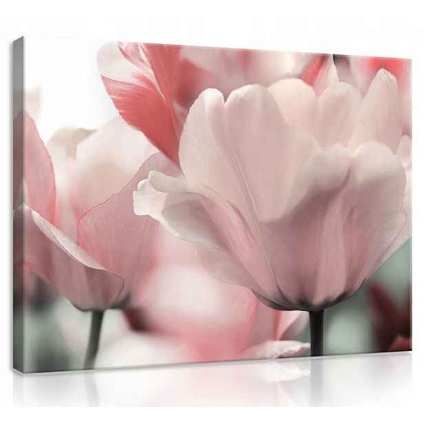 Obraz Na Plátně Canvas 80x60 Růžové Tulipány