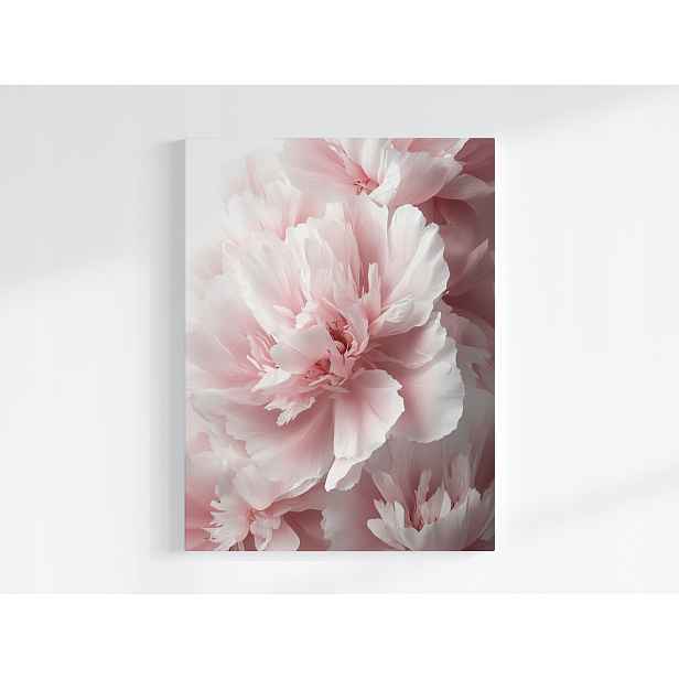 Obraz Na Plátně Canvas Příroda Květiny Růžové Pivoňky Makro 60x80