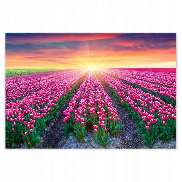 Fototapety 200x135 Moře tulipánů Květiny