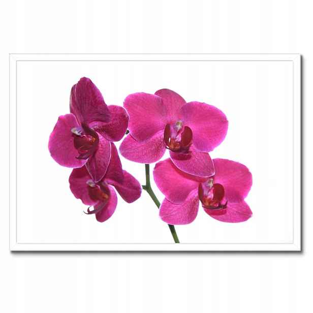 Plakáty v rámu 60x40 Fialový orchidej
