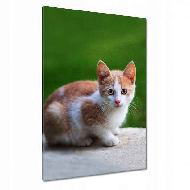 Obrazy 70x100 Kočička Kočka