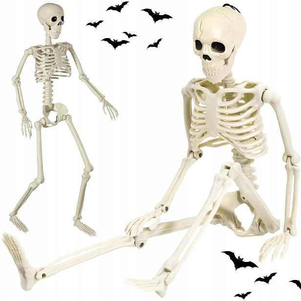 Kostra Člověka Kostlivce Kostlivec Lebka Dekorace Halloween