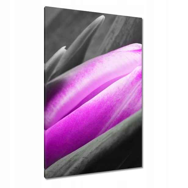 Obrazy 80x120 Fialový tulipán