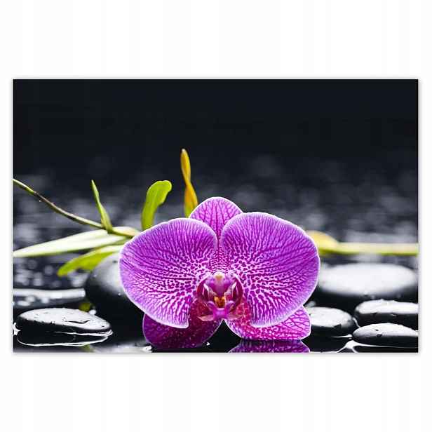 Plakáty 200x135 Fialová orchidej