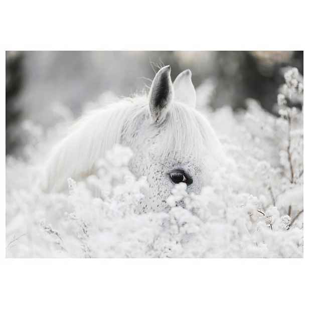 Fototapeta Bílý kůň Zima Elegance Gracie v zasněžené zemi 368x254 lepidlo