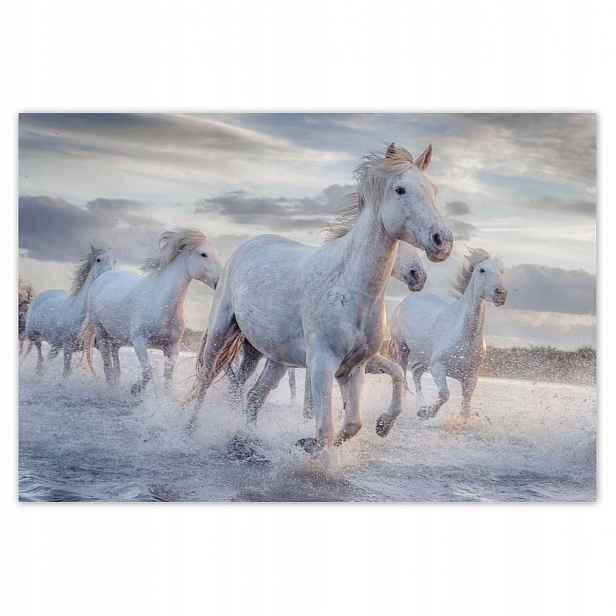 Fototapety 104x70 Divocí koně Wild Horses