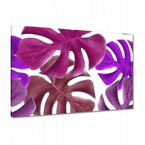 Obrazy 90x60 Monstera Listy Fialová