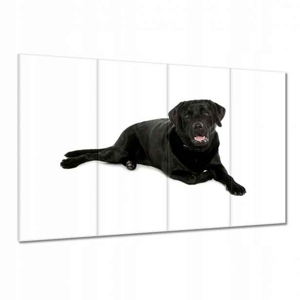 Obrazy 120x80 Černý labrador Pejsek
