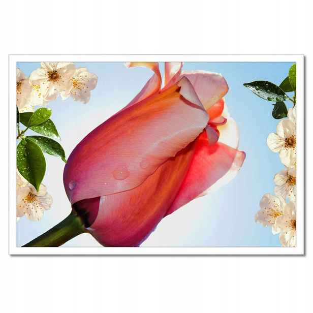 Plakáty v rámu 60x40 Tulipány Květiny