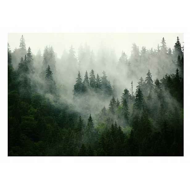 Fototapeta Les V Mlze Stromy Tapeta Obývací Pokoj Ložnice Na Zeď 368x254