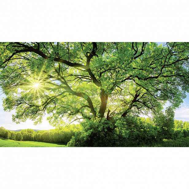 Euroart OBRAZ NA AKRYLOVÉM SKLE, stromy, 180/100/1,70 cm - Skleněné obrazy - 0057210612