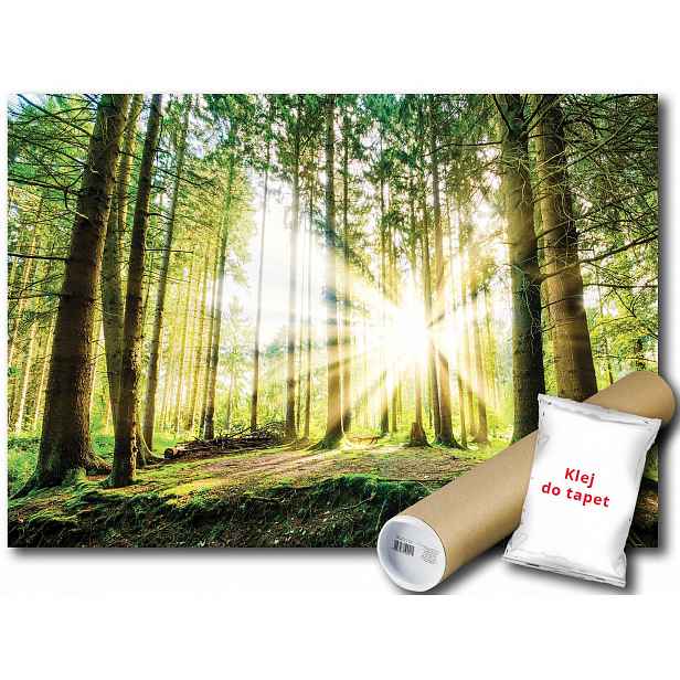 Vinylová fototapeta Les stromy slunce 152x104
