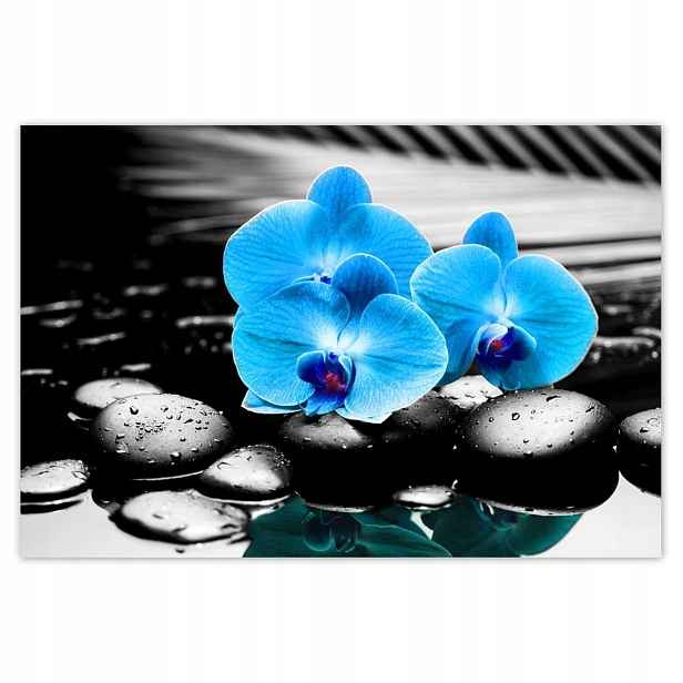 Fototapety 200x135 Modrý orchidej