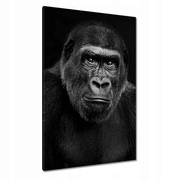 Obrazy 80x120 Černá gorila nížinná