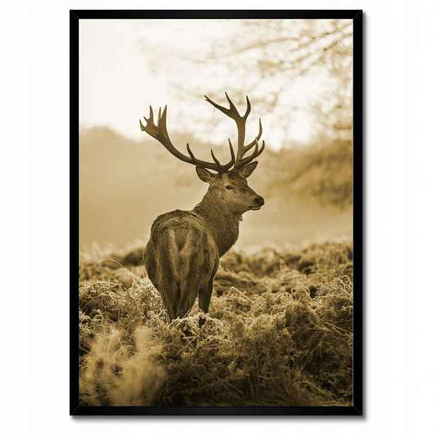 Plakáty v rámu 50x70 Jelen v lese