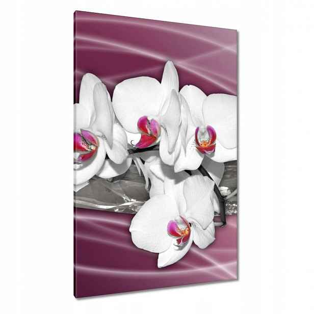 Obrazy 80x120 Bílé orchideje na růžovém pozadí