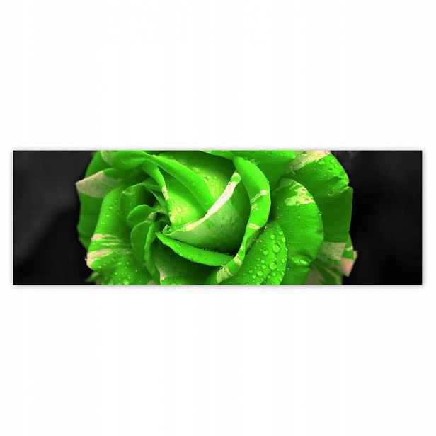 Plakáty 200x66 Limetková růže