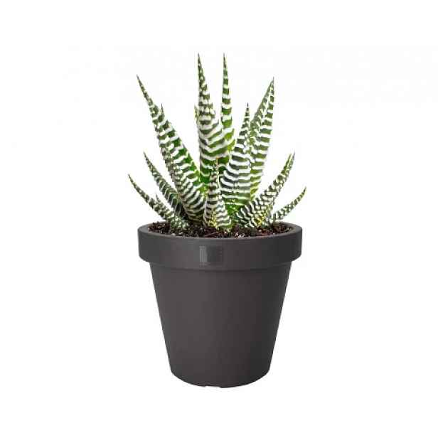 Květináč Kanten 20 cm, antracitový