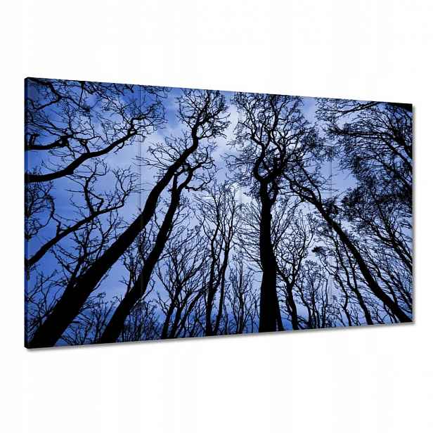 Obrazy 120x80 Les Stromy Pohled zdola