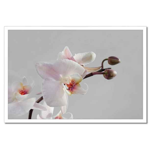 Plakáty v rámu 60x40 Orchidej na tužkovém pozadí