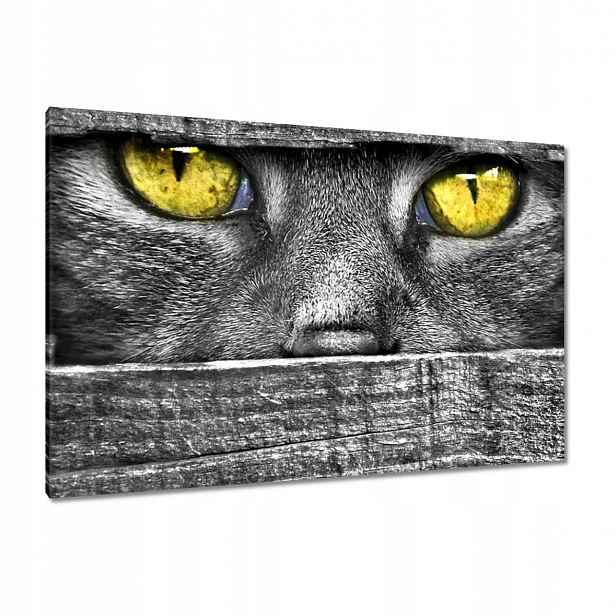 Obrazy 120x80 Kočičí pohled Oči Oko
