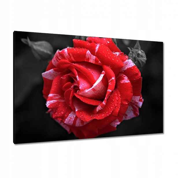 Obrazy 120x80 Bílo-červená růže