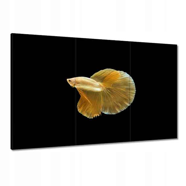 Obrazy 120x80 Zlatá siamská ryba
