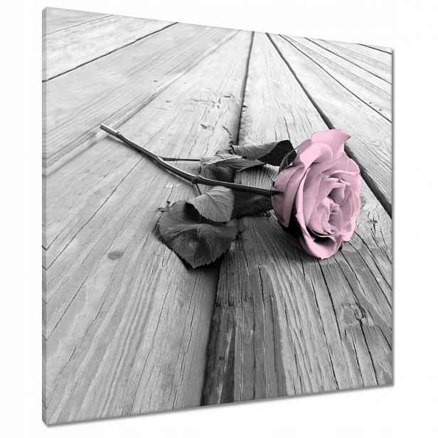 Obrazy 80x80 Pudrová růžová Old pink Rose