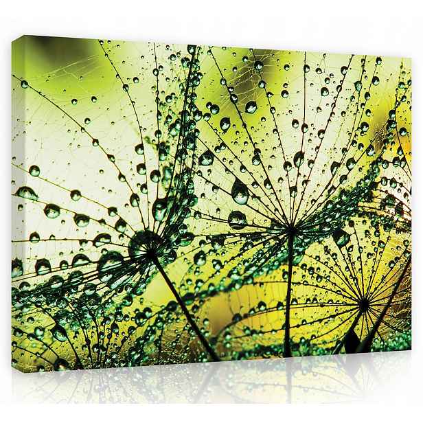 Obraz Na Plátně Canvas 80x60 Pampeliška Rosa Vegetace Příroda Zeleň