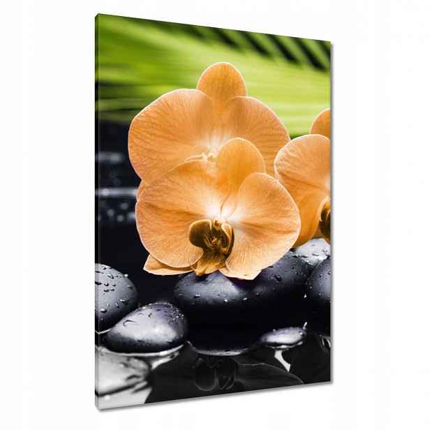 Obrazy 70x100 Oranžové orchideje