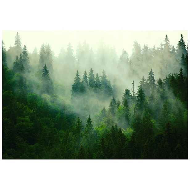 Fototapeta Zelený les v mlze Příroda Relaxace na zeď 200x140 lepidlo