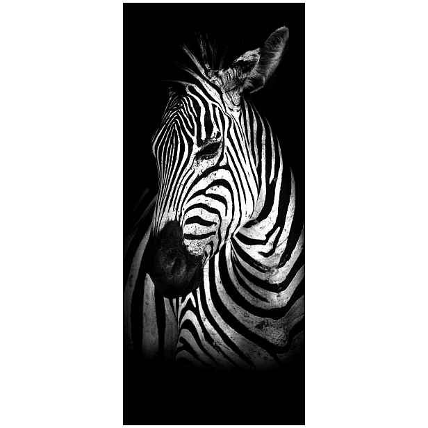 Samolepka Fototapeta Zebra přiblížení Africký styl kůže 91x211
