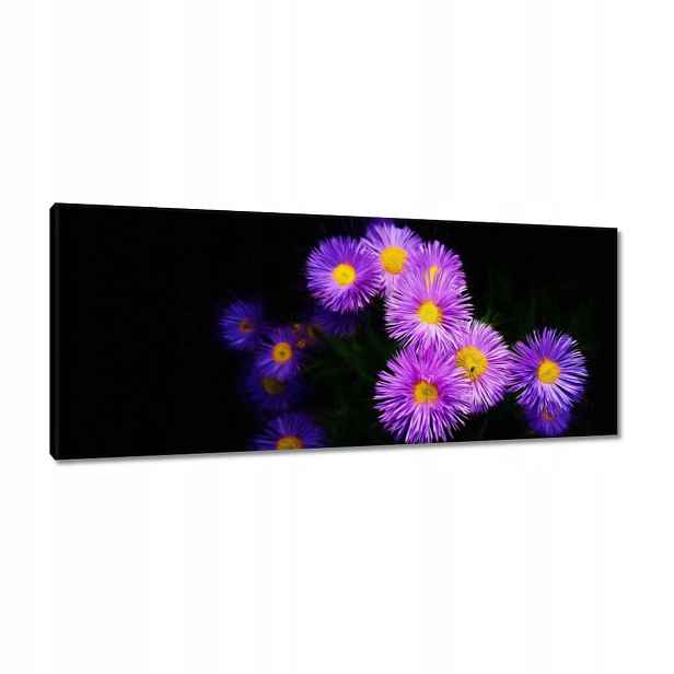 Obrazy 100x40 Fialové květy aster