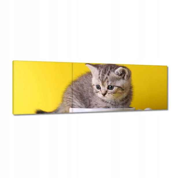 Obrazy 120x40 Kočka Kotě Kočky Kočka