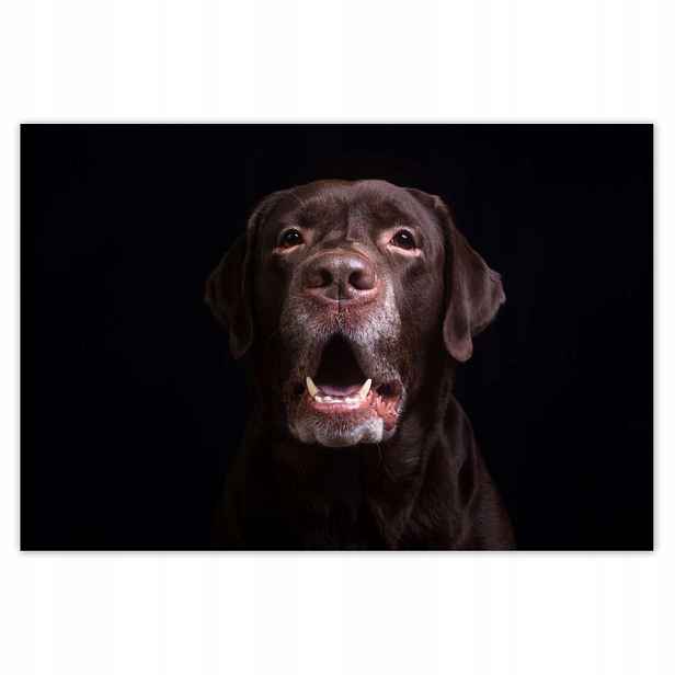 Plakáty 200x135 Portrét labradora psa