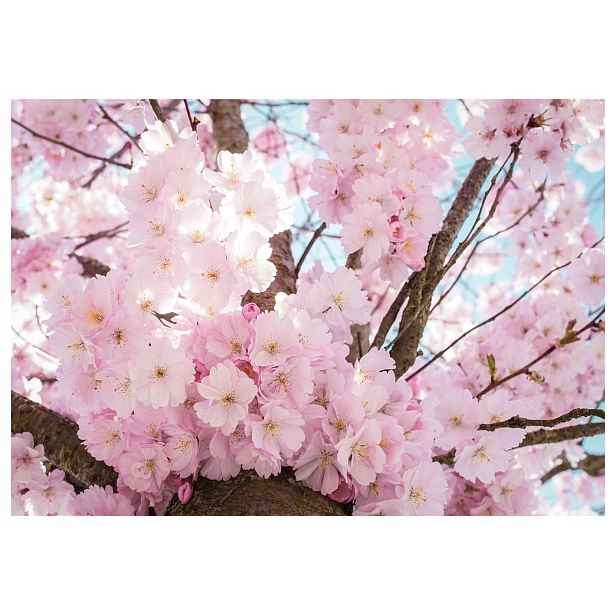 Fototapeta Sakura Kvetoucí Višeň Růžová zahrada do ložnice 250x175 lepidlo