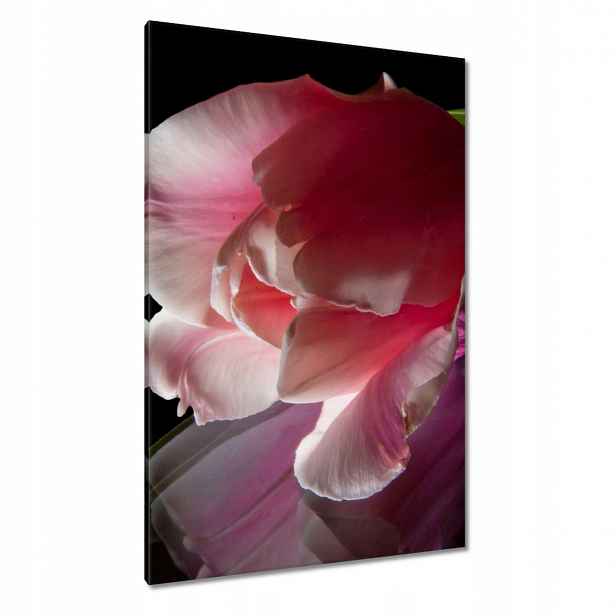 Obrazy 80x120 Růžový květ Tulipán