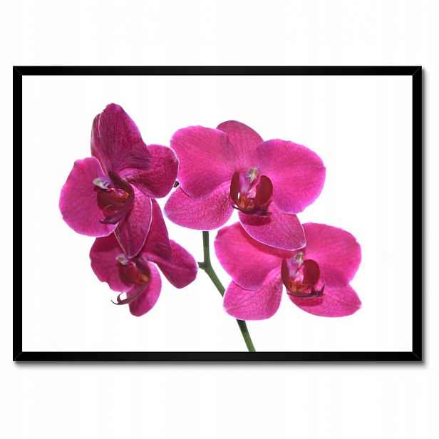 Plakáty v rámu 70x50 Fialový orchidej