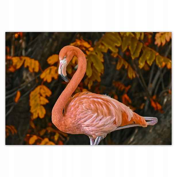 Fototapety flizelina 152x104 Krásný plameňák