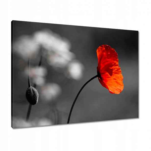 Obrazy 80x60 Rozkvetlý červený mák