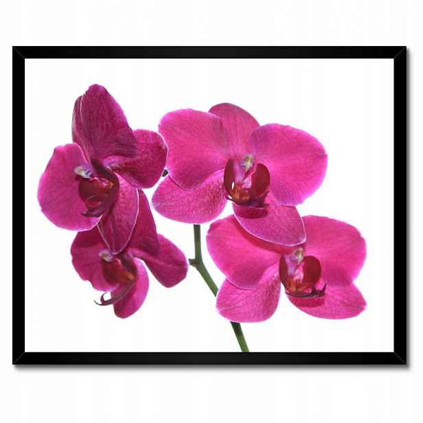 Plakáty v rámu 50x40 Fialový orchidej