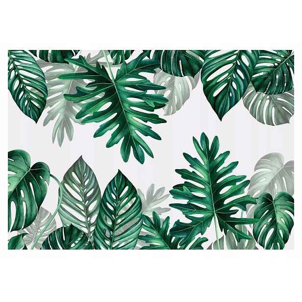 Fototapeta Listy Monstera Moderní XXL 520x318